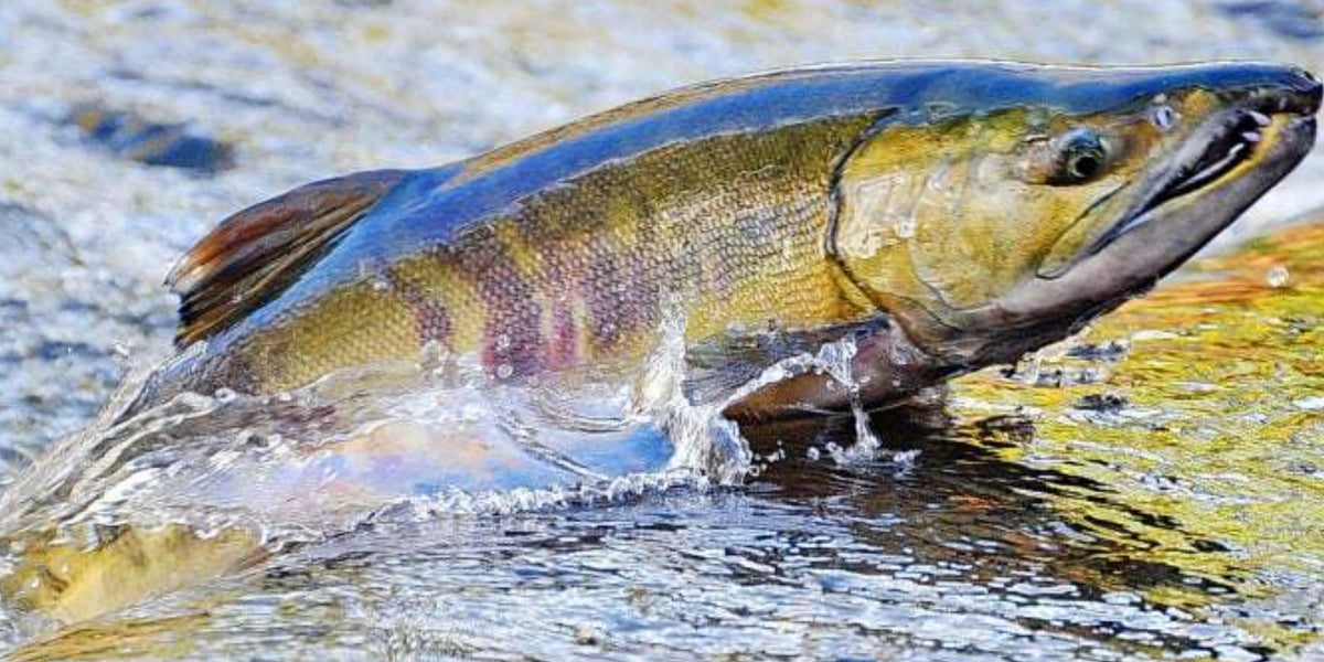 【じぇし】Brook スウェット Chum Salmon Fish Species Info, Tips & Tricks - Chum Salmon — Gibbs Fishing