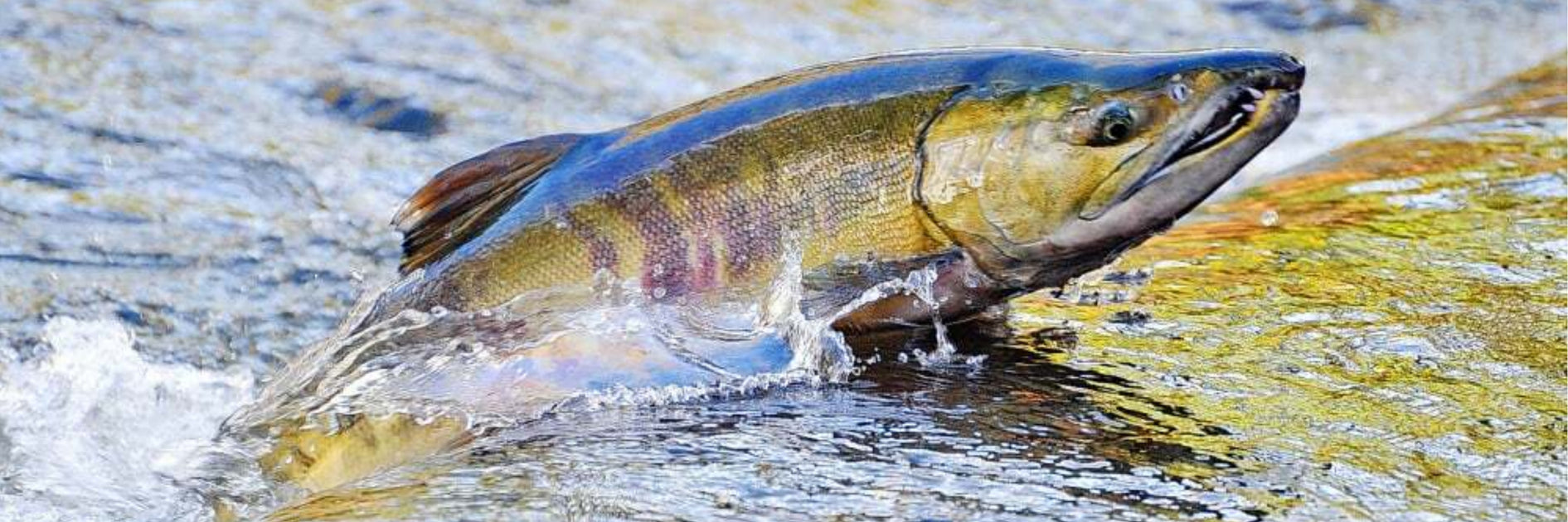 【じぇし】Brook スウェット Chum Salmon Fish Species Info, Tips & Tricks - Chum Salmon — Gibbs Fishing