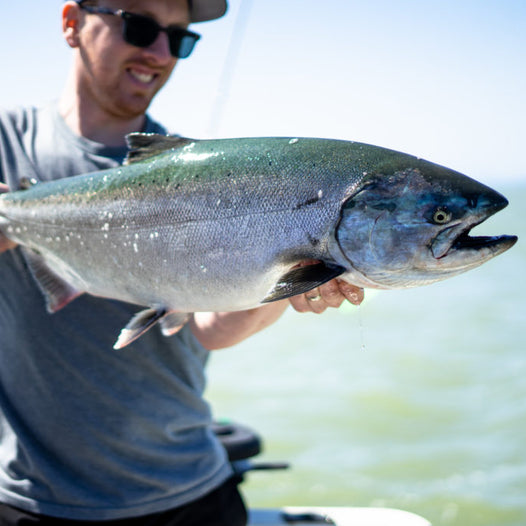 Targeting Staging Salmon at the Fraser River Mouth: Gear, Tactics, and Tips