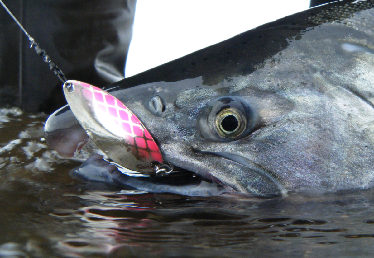 Salmon & Trout Fishing with Casting Lures Gibbs Fishing Salmon & Trout Fishing with Casting Lures Gibbs Fishing